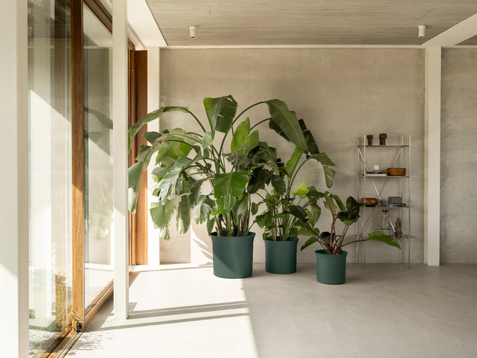 june tulip 47cm emerald green